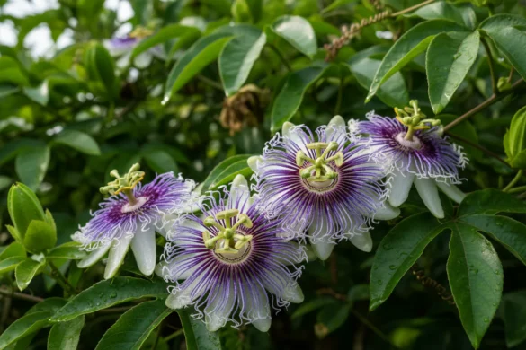 uyku-cicegi-pasiflora