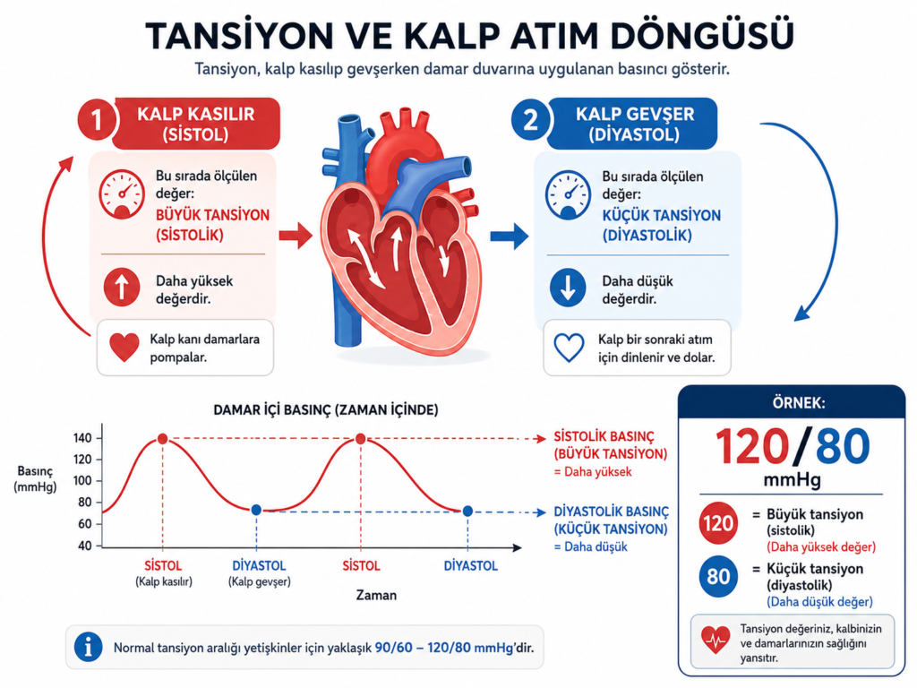 tansiyon ve kalp atım döngüsü